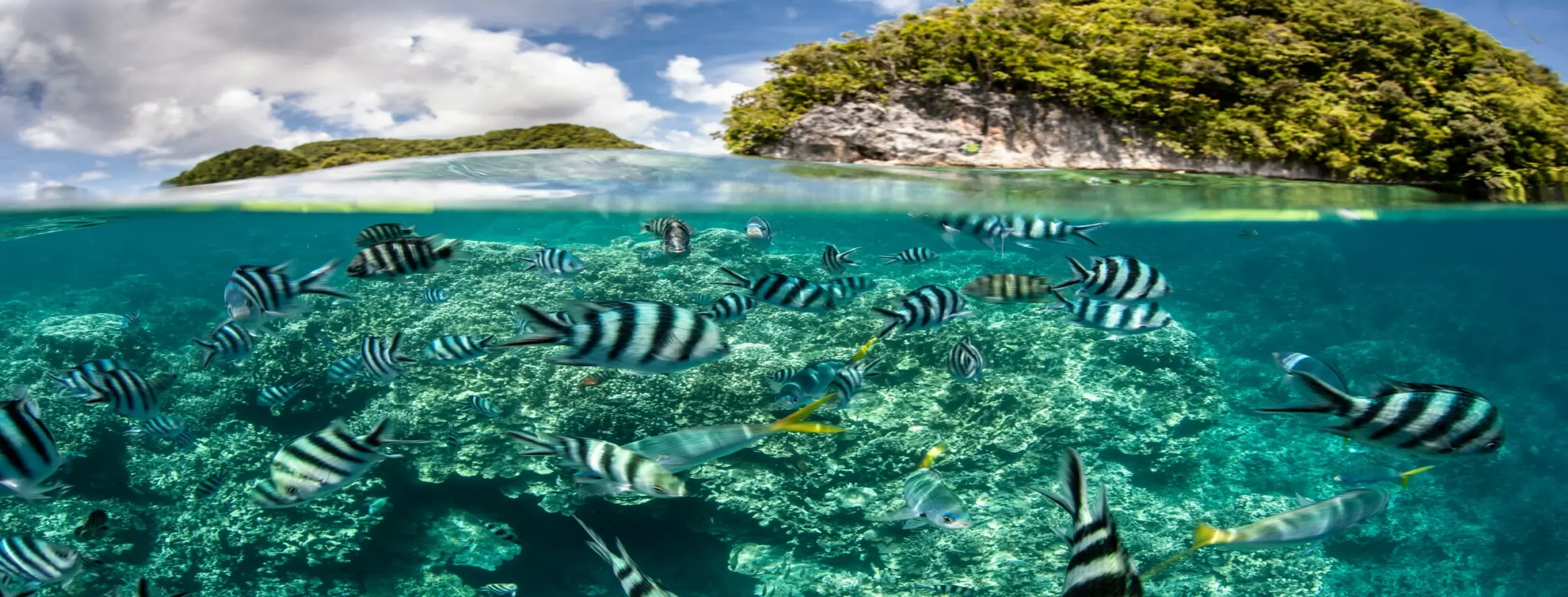 Image for Biodiversity and Adventure